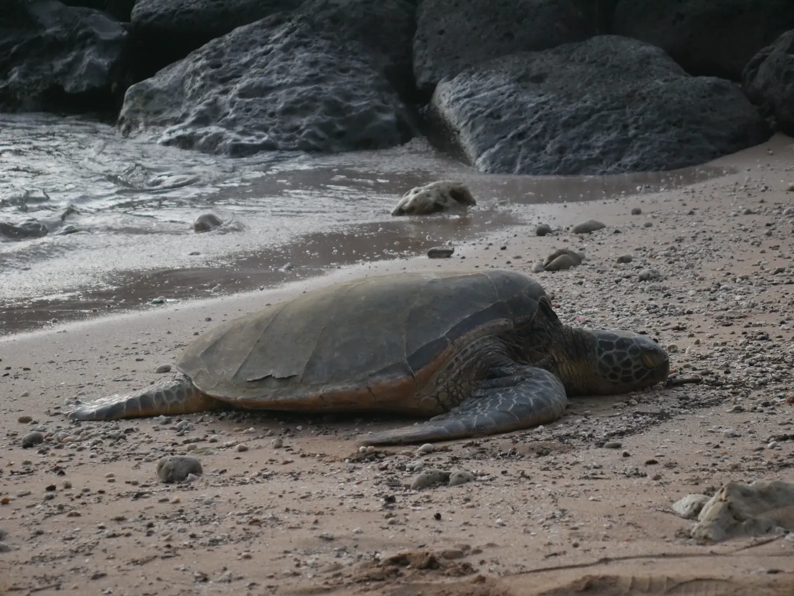Seal resting on a rocky beach
